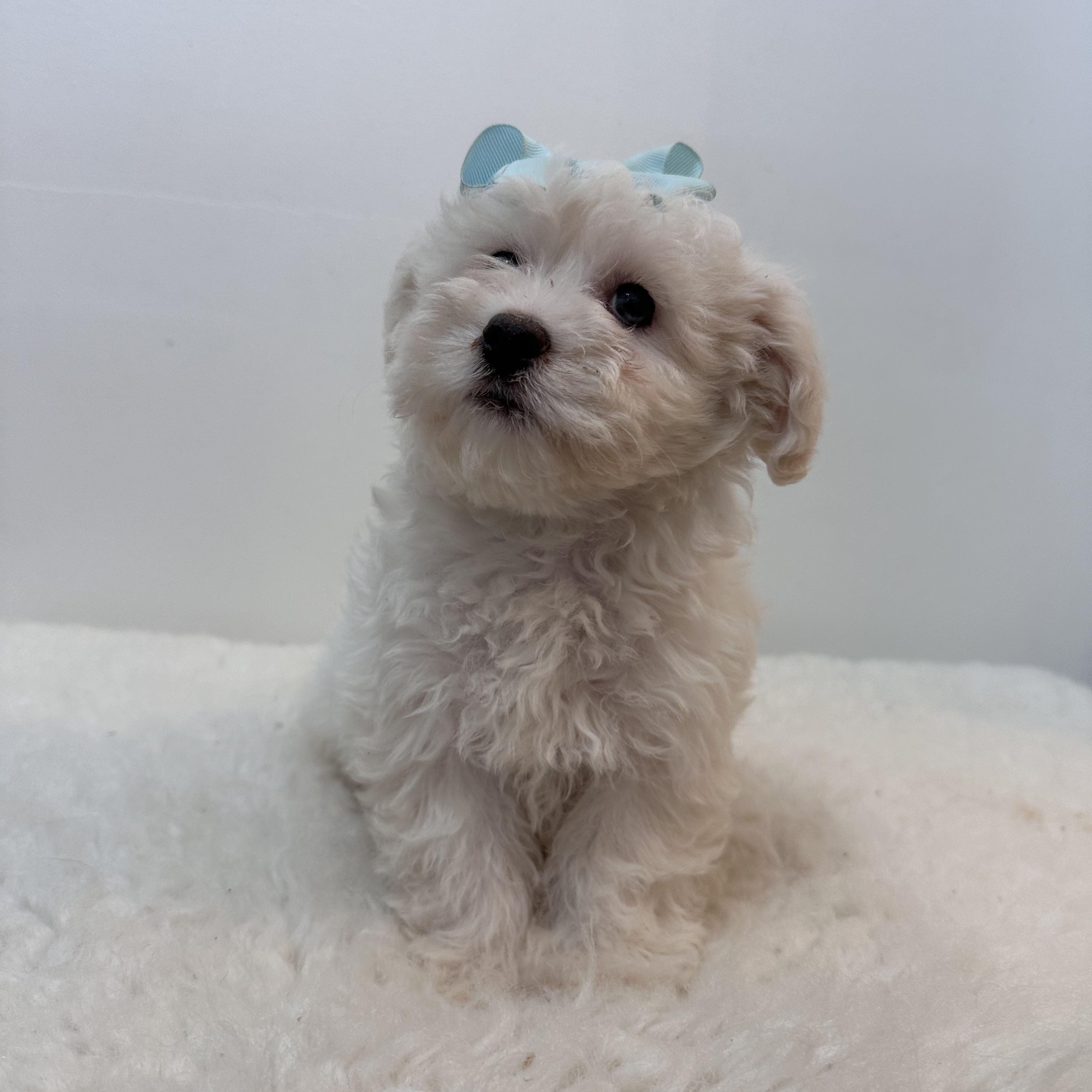 Enlarge Snow, a ADOPTABLE mixed breed in Wrightstown, NJ image 4/6