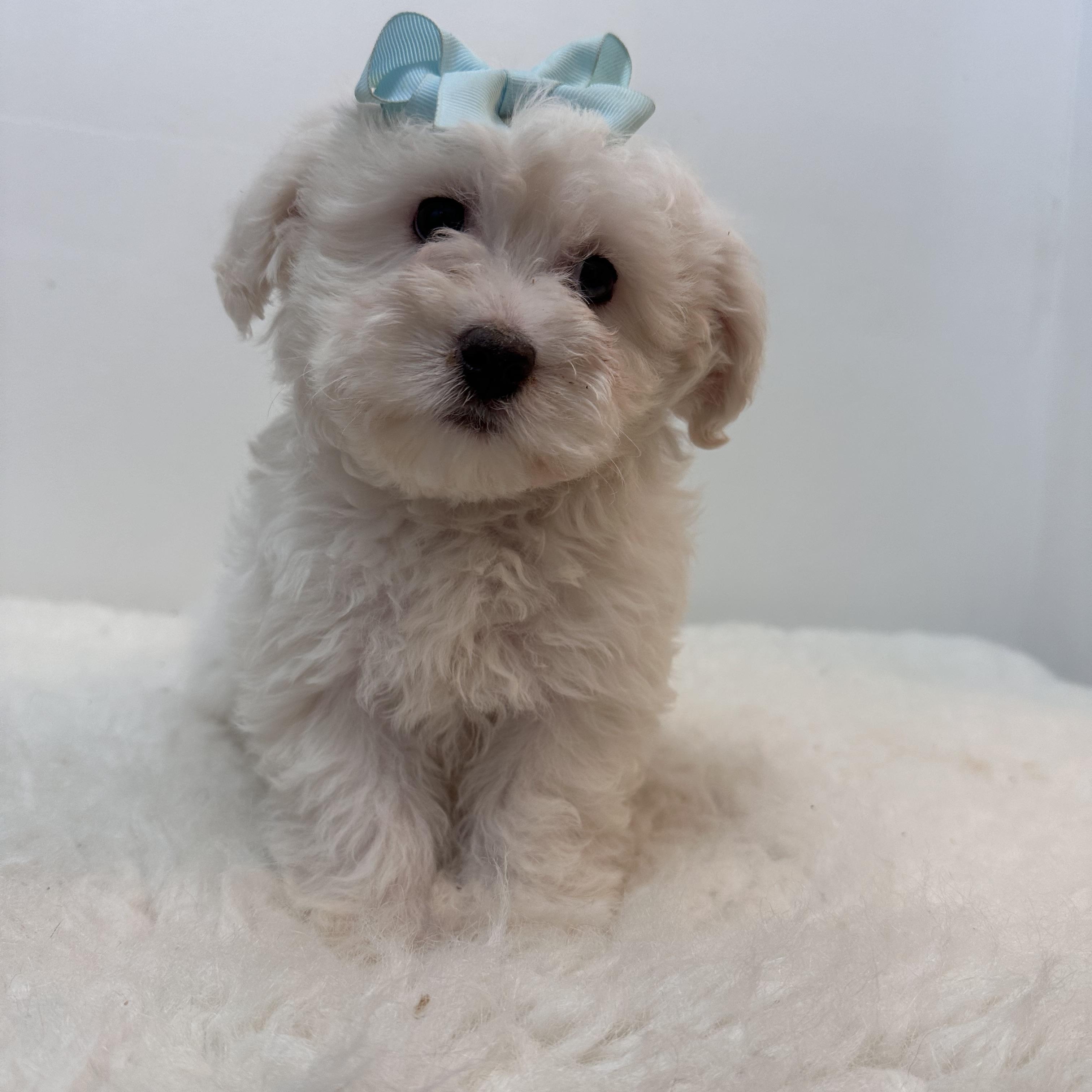 Snow, ADOPTABLE, Puppy Female Bichon Frise & Poodle (Toy).