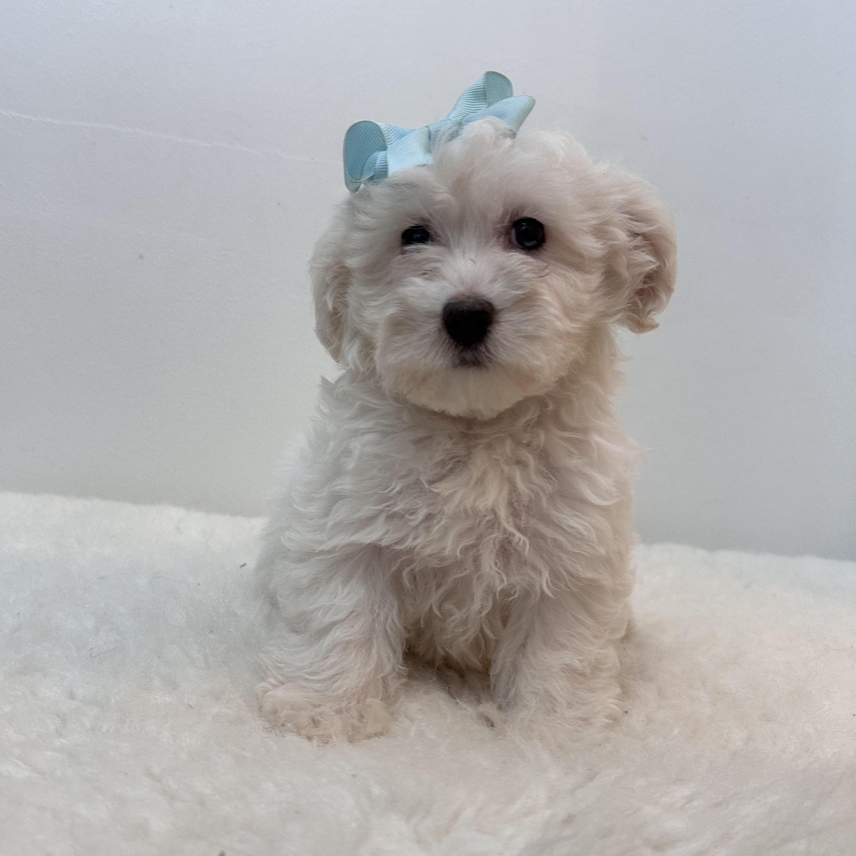 Enlarge Snow, a ADOPTABLE mixed breed in Wrightstown, NJ image 6/6