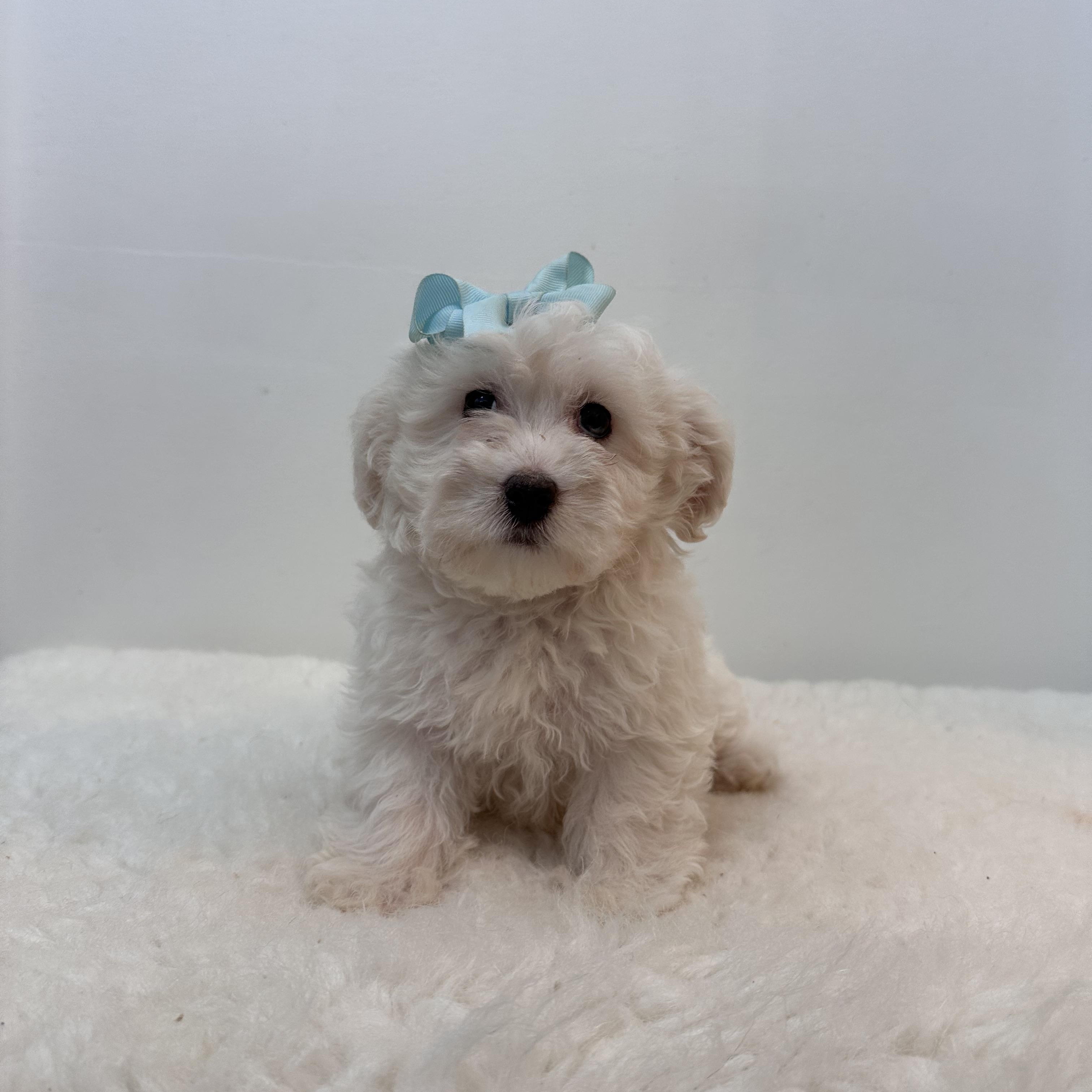 Enlarge Snow, a ADOPTABLE mixed breed in Wrightstown, NJ image 3/6