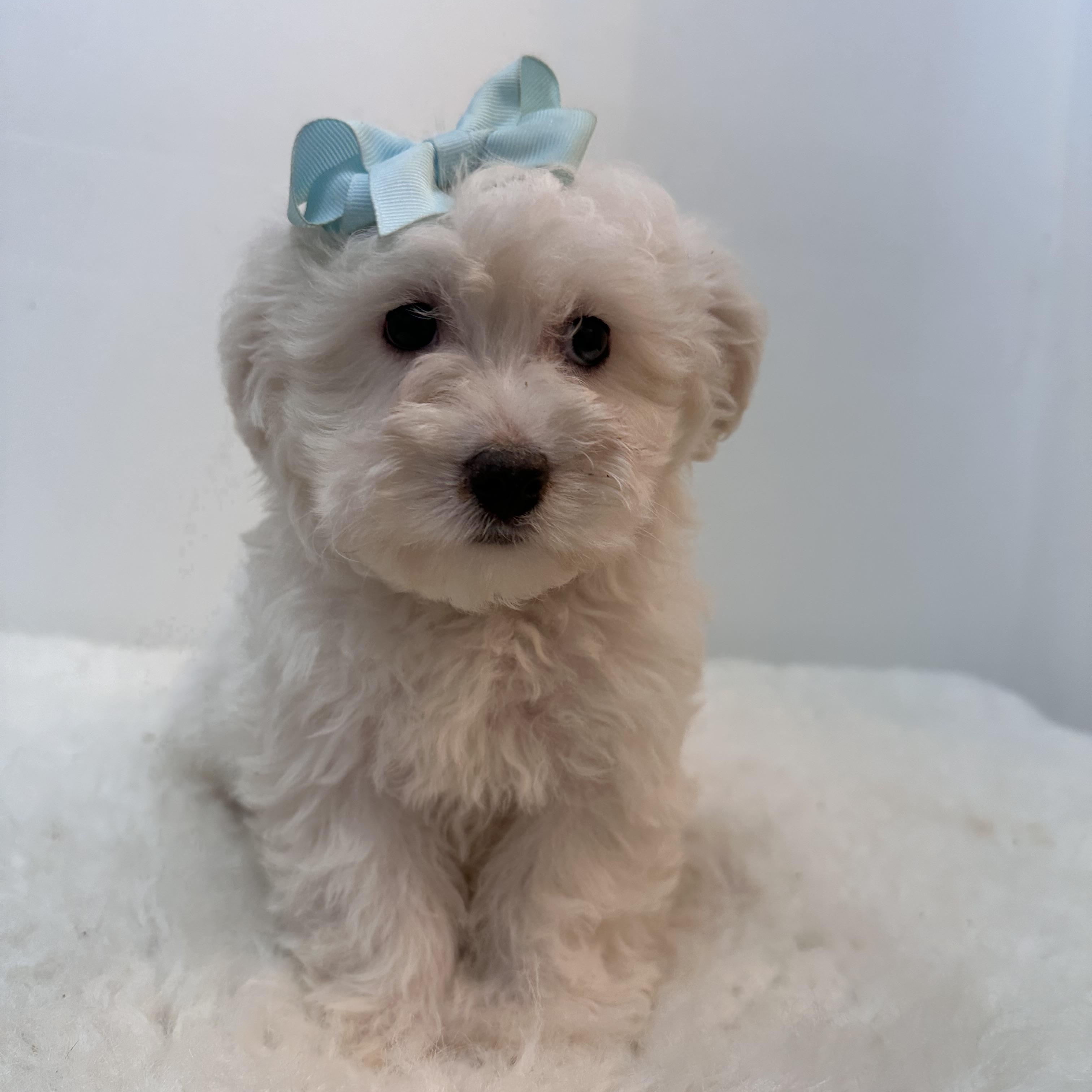 Enlarge Snow, a ADOPTABLE mixed breed in Wrightstown, NJ image 5/6