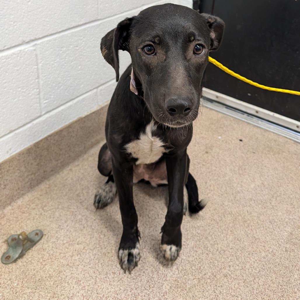 Pickles, Adoptable, Young Female Mixed Breed.