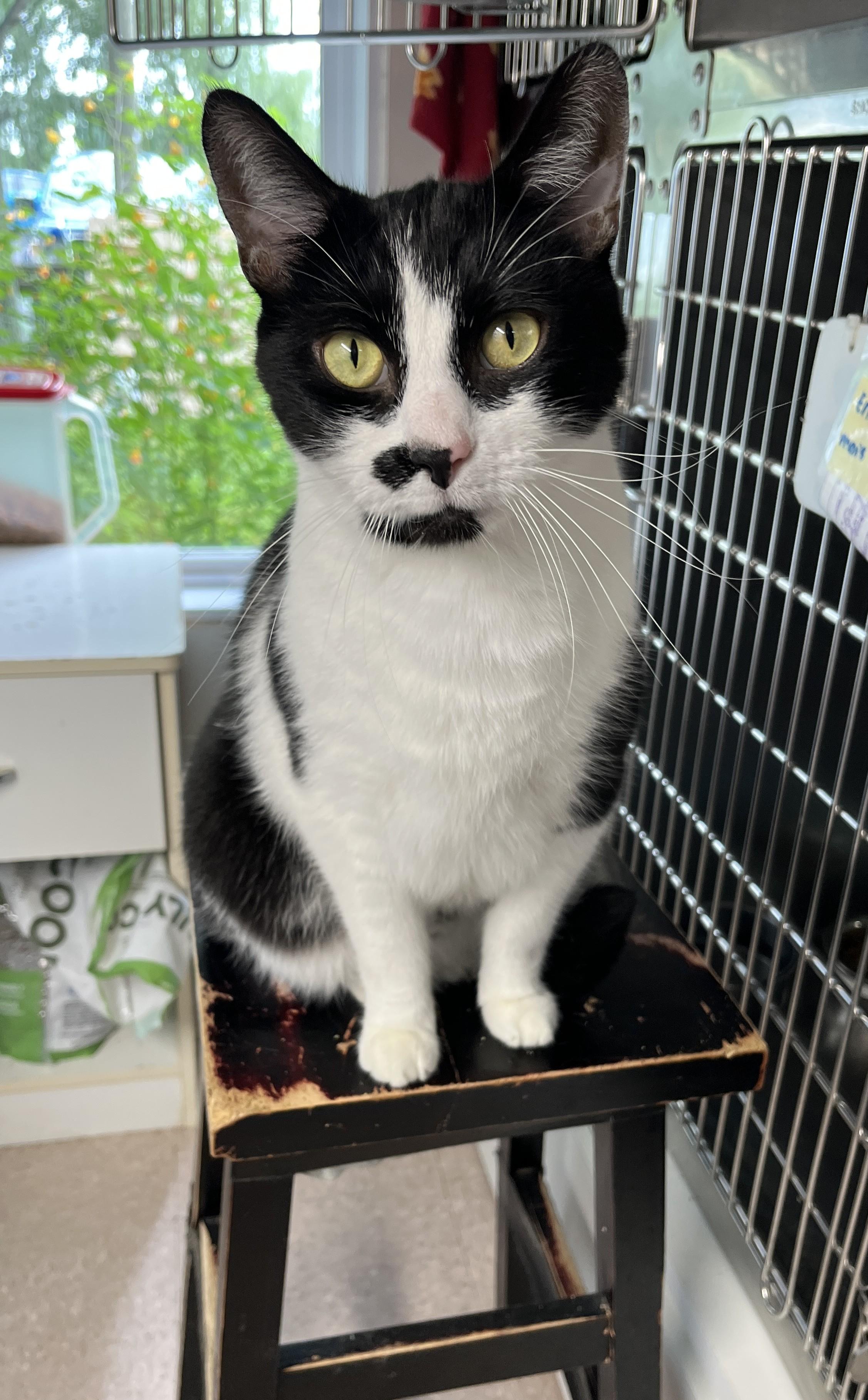 Enlarge CHARLY BOY (CR/SC), a Adoptable Domestic Short Hair in Sainte-Angele-de-Monnoir, QC image 1/6