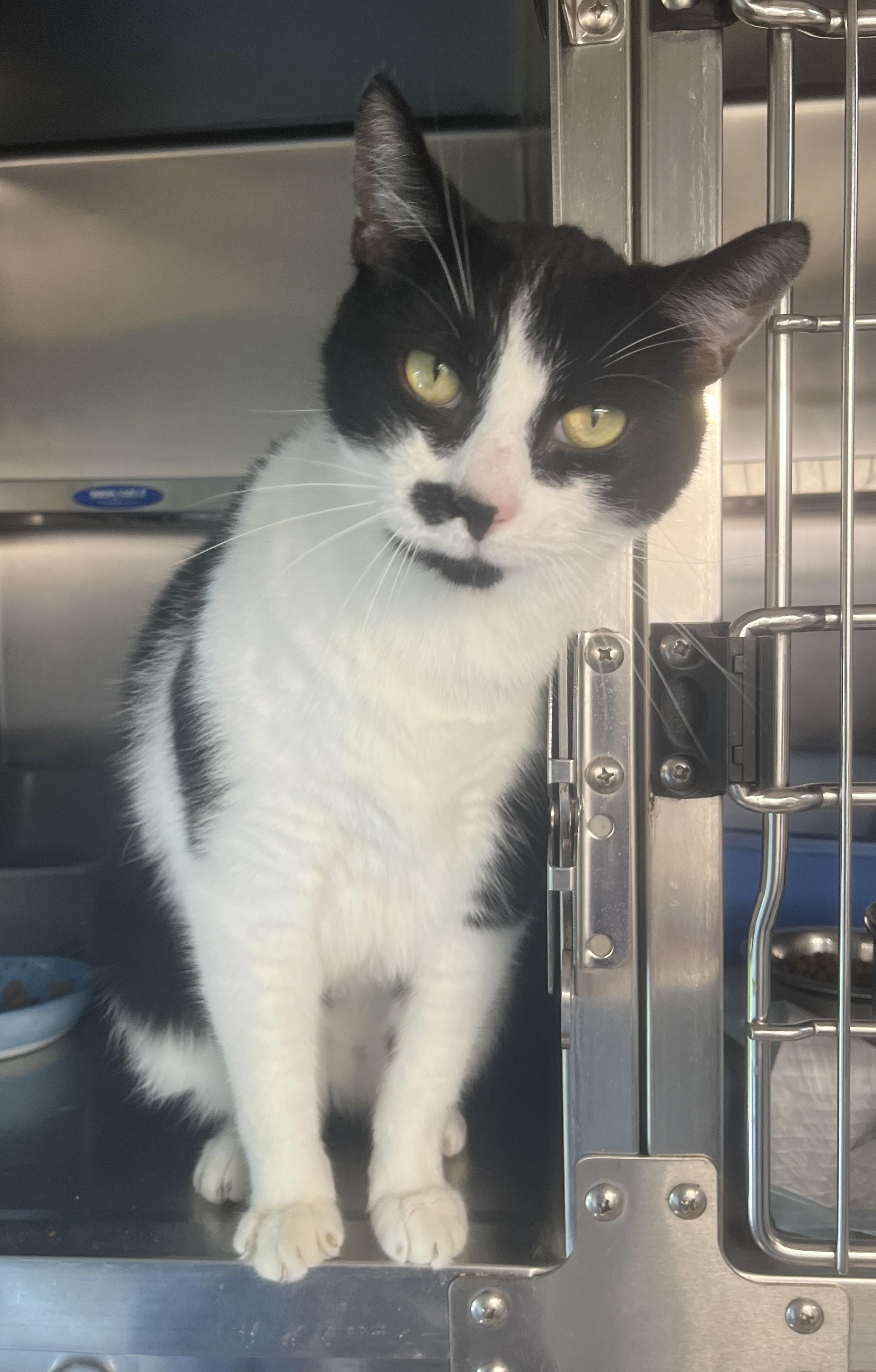 Enlarge CHARLY BOY (CR/SC), a Adoptable Domestic Short Hair in Sainte-Angele-de-Monnoir, QC image 2/6