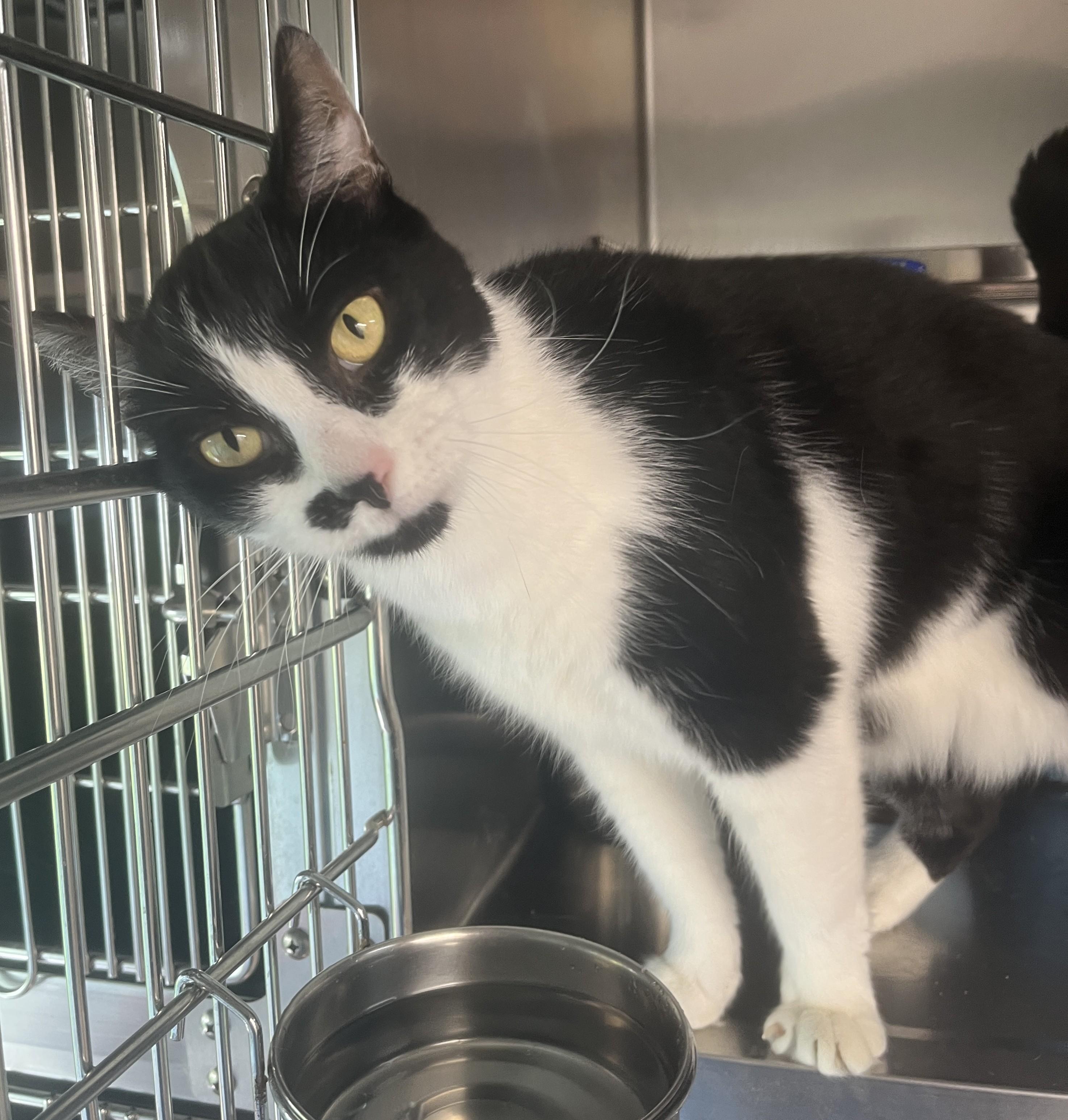 Enlarge CHARLY BOY (CR/SC), a Adoptable Domestic Short Hair in Sainte-Angele-de-Monnoir, QC image 3/6