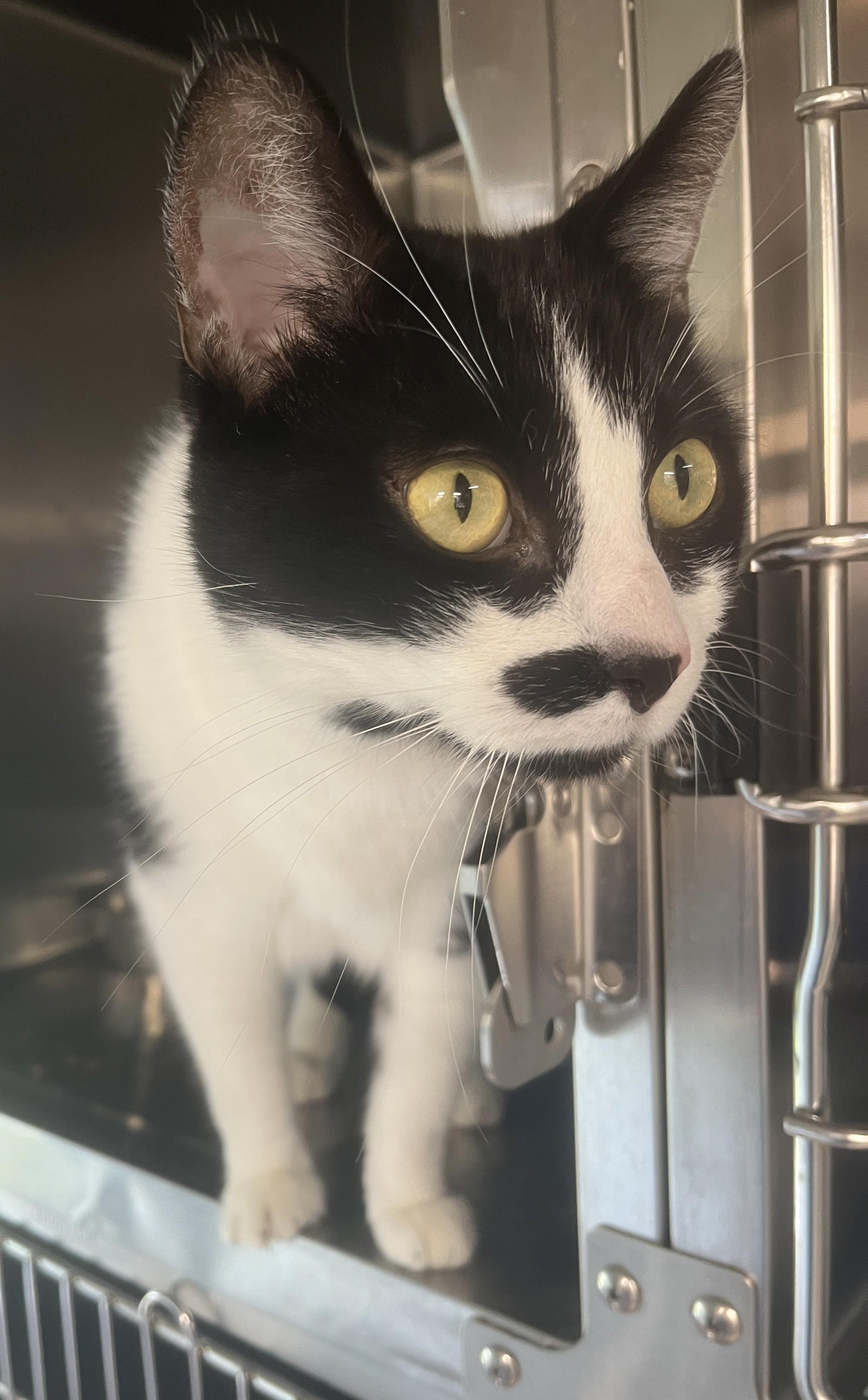 Enlarge CHARLY BOY (CR/SC), a Adoptable Domestic Short Hair in Sainte-Angele-de-Monnoir, QC image 4/6