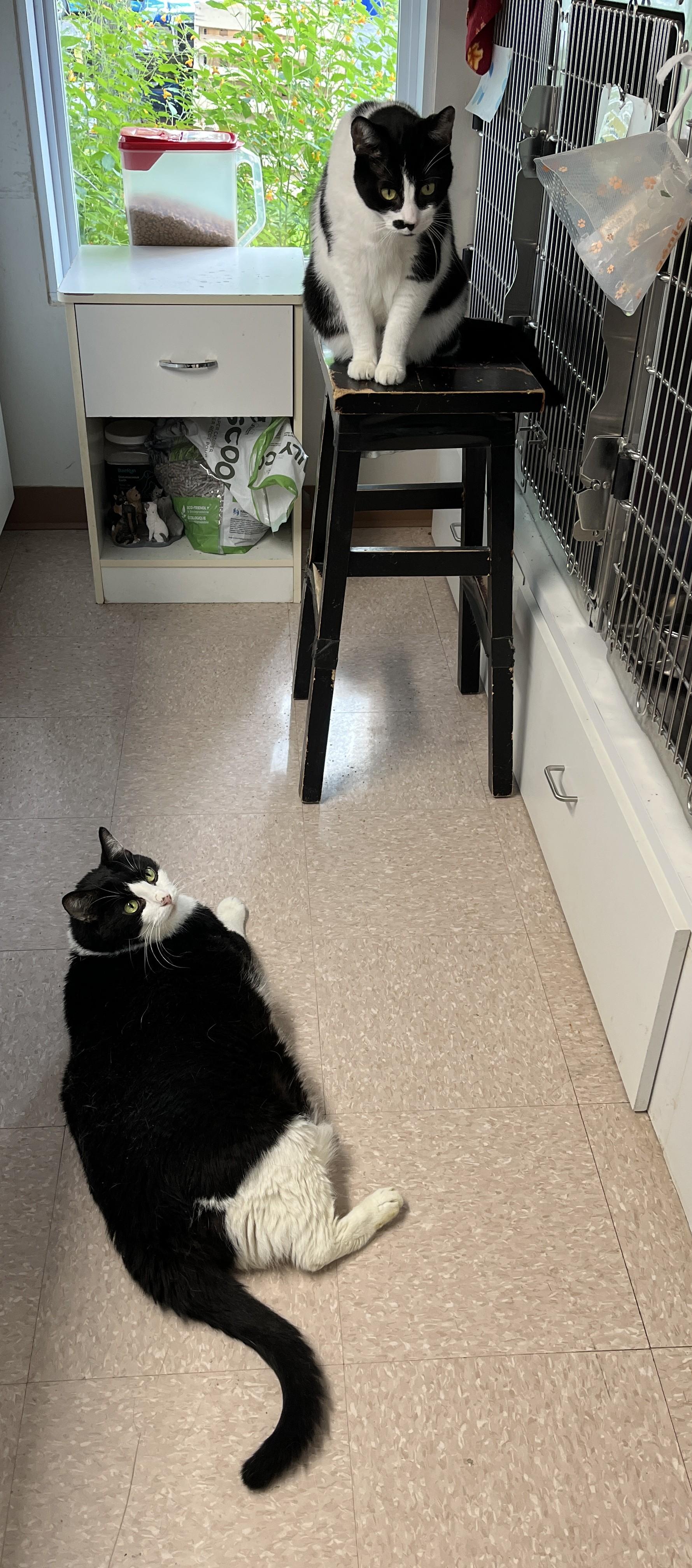 Enlarge CHARLY BOY (CR/SC), a Adoptable Domestic Short Hair in Sainte-Angele-de-Monnoir, QC image 5/6