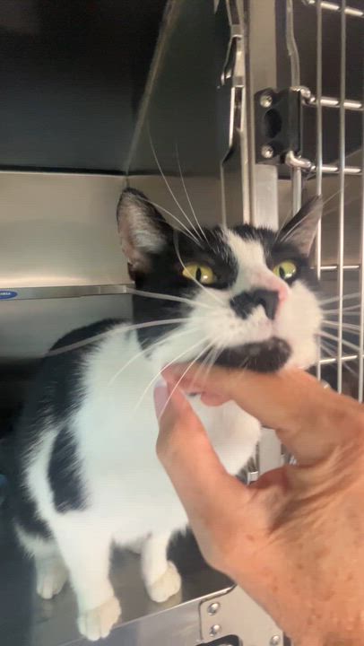 Enlarge CHARLY BOY (CR/SC), a Adoptable Domestic Short Hair in Sainte-Angele-de-Monnoir, QC video 6/6