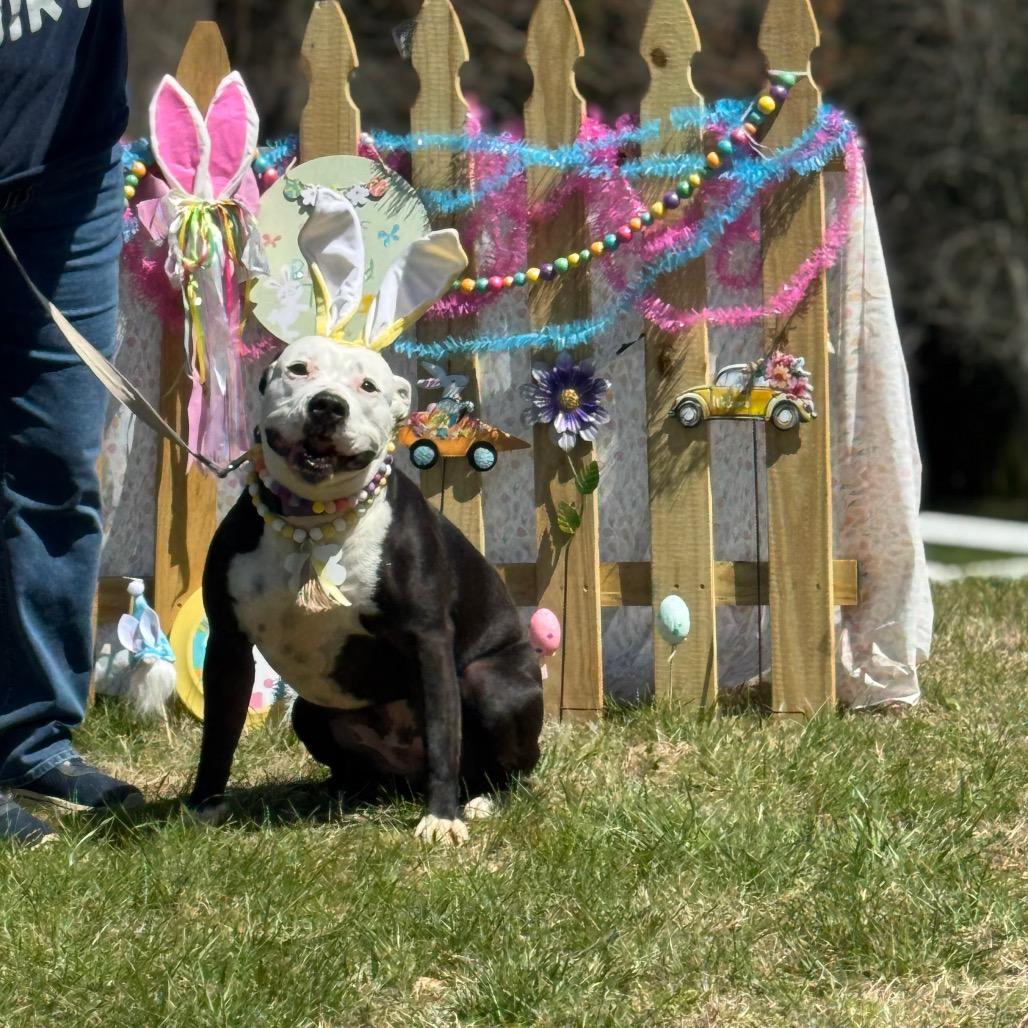 Enlarge Candy, a Adoptable American Staffordshire Terrier in Blairsville, GA image 1/6
