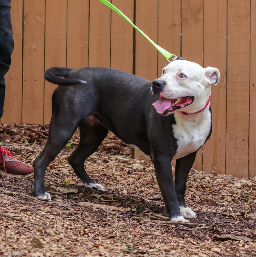 Candy, Adoptable, Adult Female American Staffordshire Terrier.