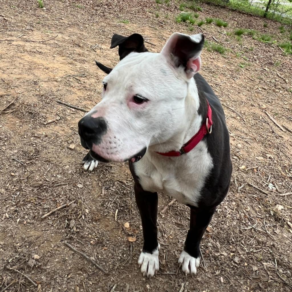 Enlarge Candy, a Adoptable American Staffordshire Terrier in Blairsville, GA image 3/6