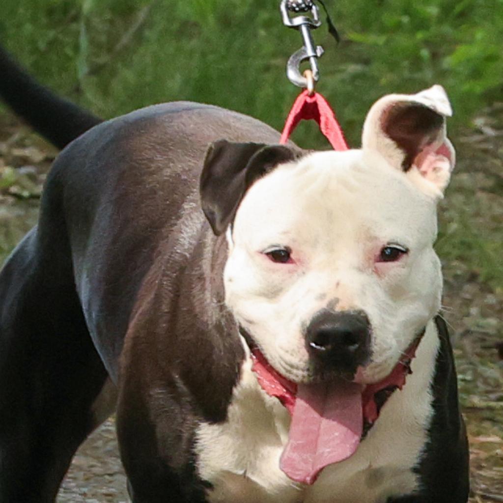 Enlarge Candy, a Adoptable American Staffordshire Terrier in Blairsville, GA image 4/6