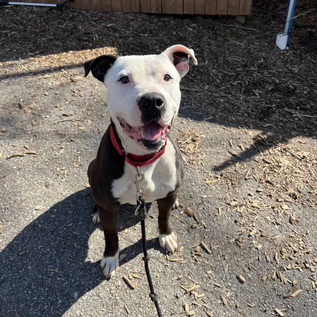 Enlarge Candy, a Adoptable American Staffordshire Terrier in Blairsville, GA image 3/5