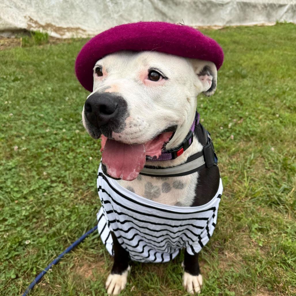 Candy, a Adoptable American Staffordshire Terrier in Blairsville, GA image 5/6