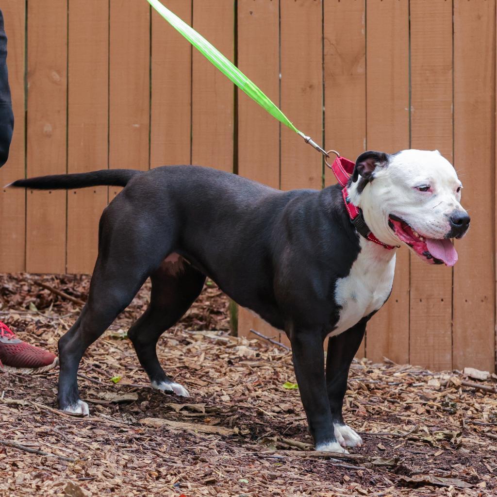 Enlarge Candy, a Adoptable American Staffordshire Terrier in Blairsville, GA image 6/6
