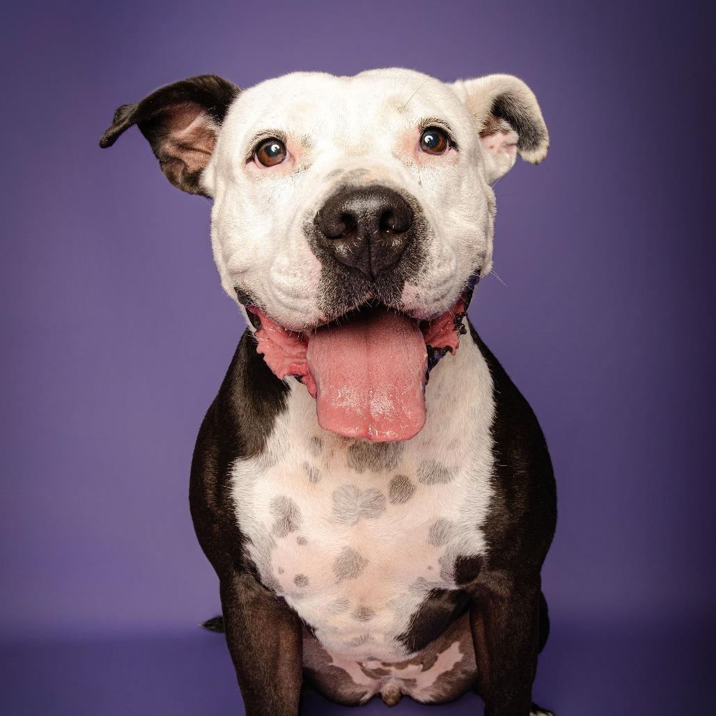Candy, a Adoptable American Staffordshire Terrier in Blairsville, GA image 5/5