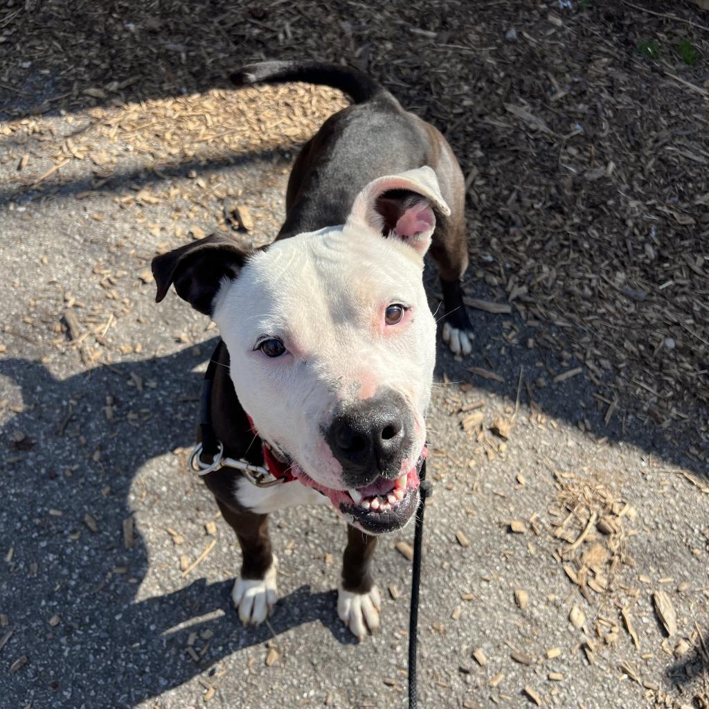 Enlarge Candy, a Adoptable American Staffordshire Terrier in Blairsville, GA image 5/5