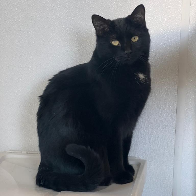 Enlarge Stella, a Adoptable Domestic Short Hair in Geneseo, IL image 1/1