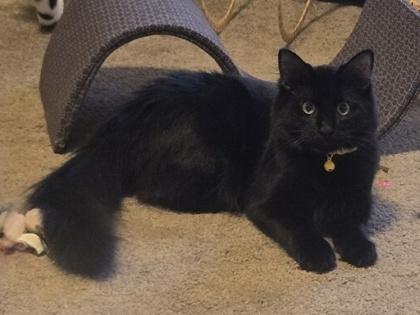 Junior, Adoptable, Young Male Domestic Long Hair & Domestic Short Hair.