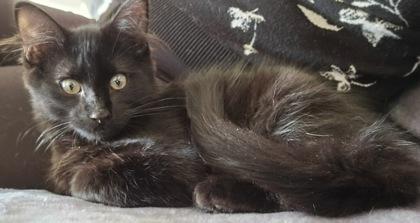 Junior, Adoptable, Young Male Domestic Long Hair & Domestic Short Hair.