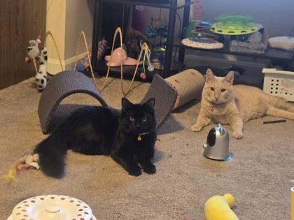 Enlarge Junior, a Adoptable mixed breed in Romeoville, IL image 3/3