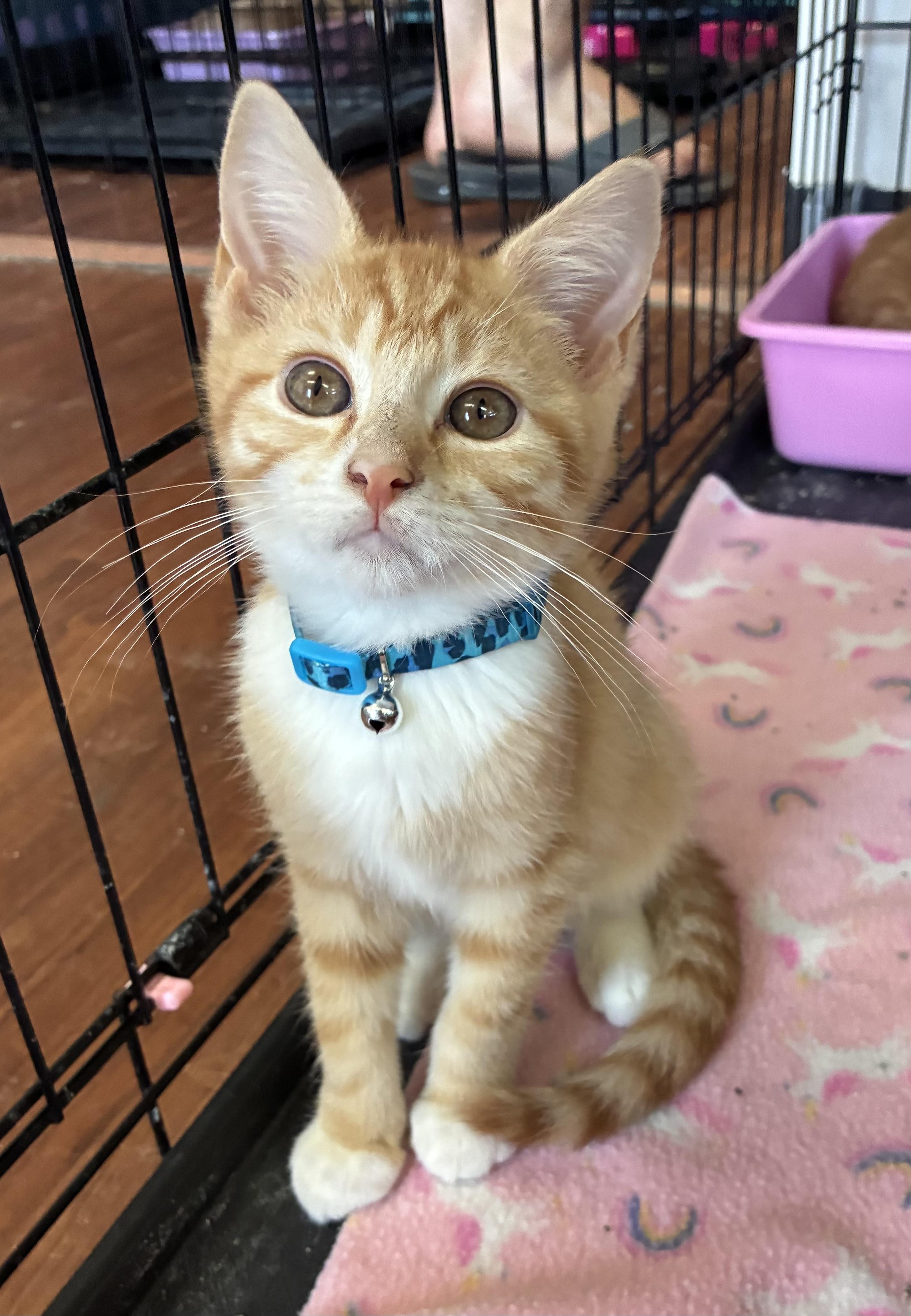 Enlarge Messi, an adopted Domestic Short Hair in Breinigsville, PA image 1/3