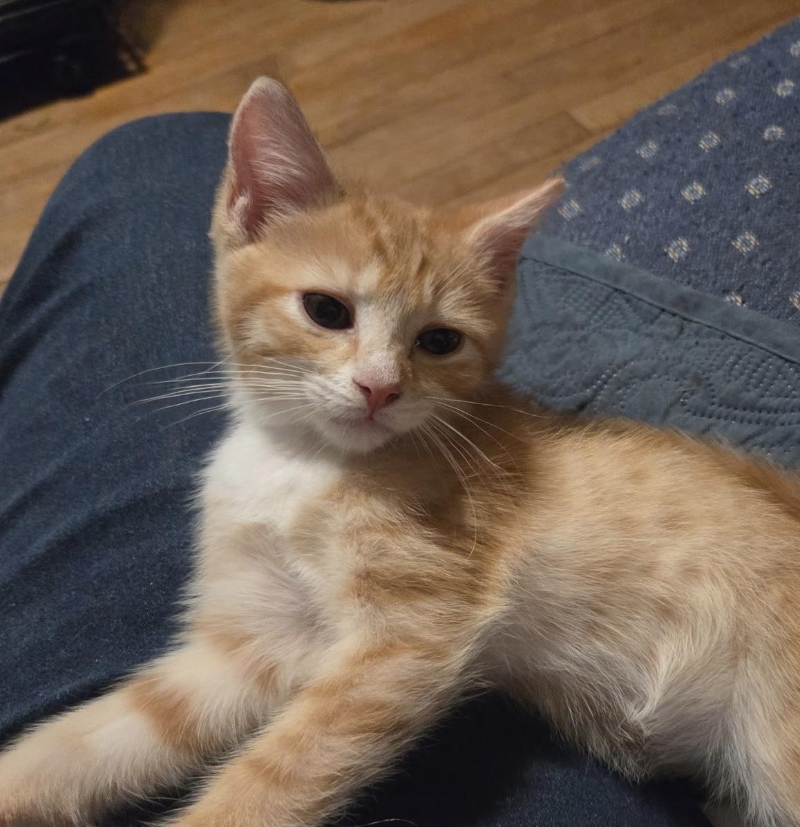 Enlarge Messi, an adopted Domestic Short Hair in Breinigsville, PA image 3/3