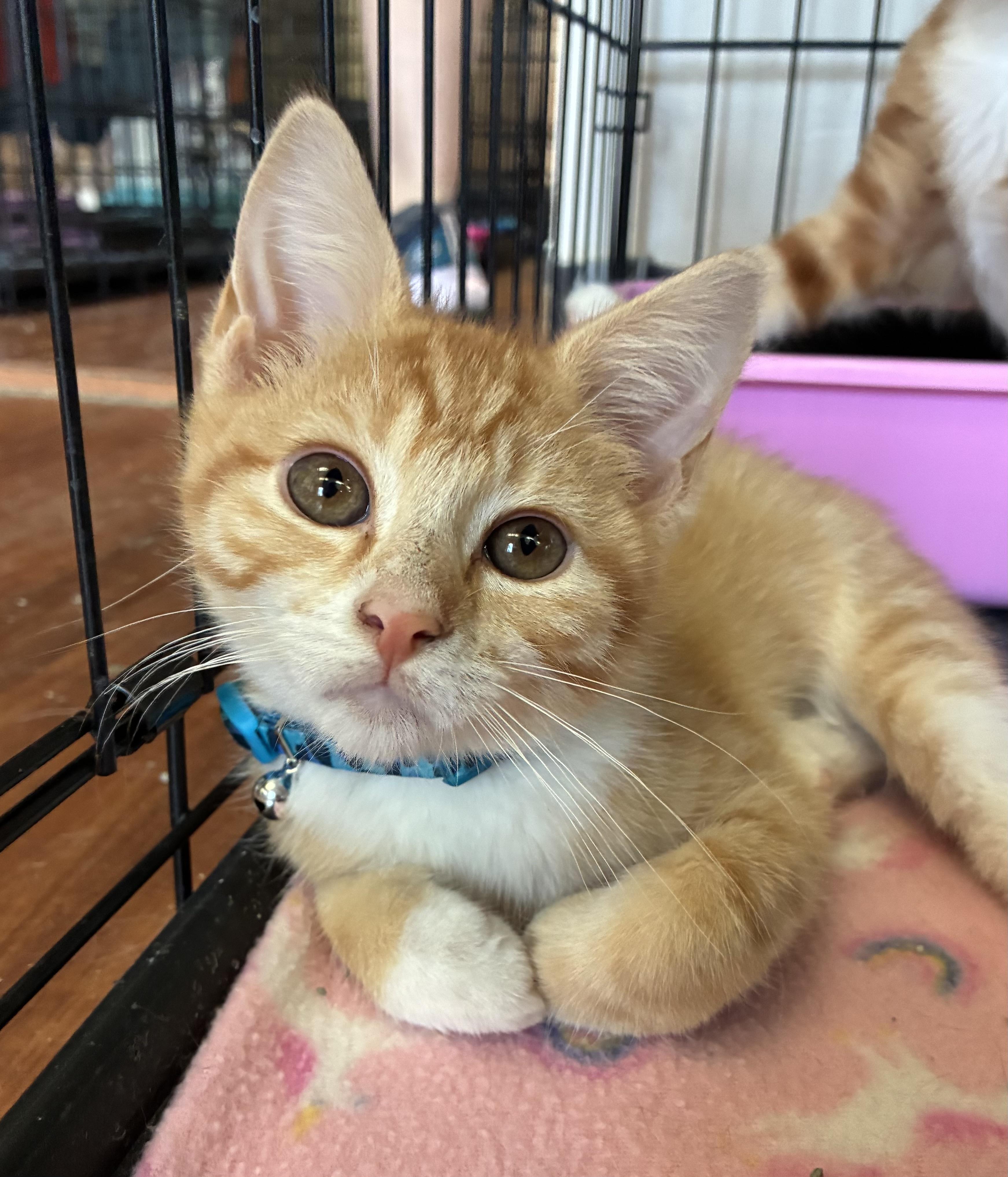Enlarge Messi, an adopted Domestic Short Hair in Breinigsville, PA image 2/3