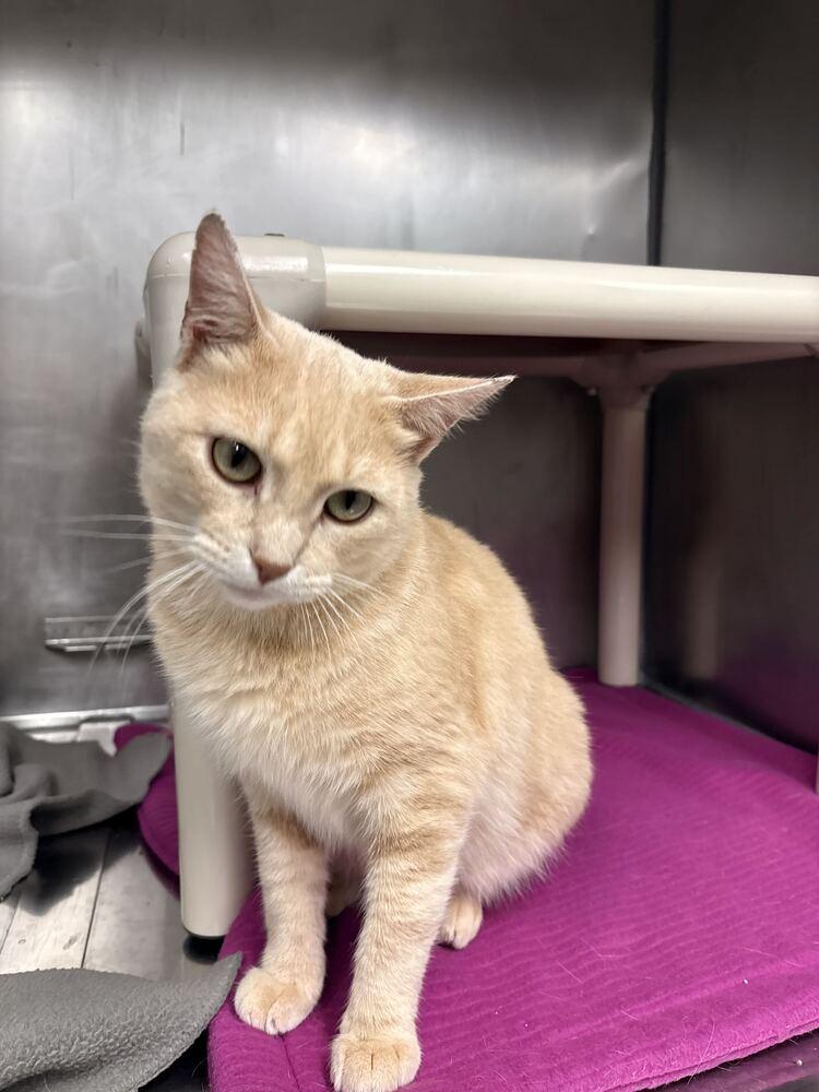 Patrick Stump (from Fall Out Boy), Adoptable, Adult Male Domestic Short Hair.