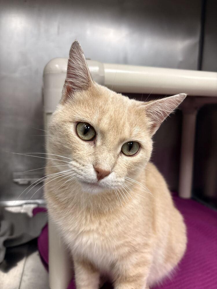 Enlarge Patrick Stump (from Fall Out Boy), a Adoptable Domestic Short Hair in Bowling Green, OH image 2/4