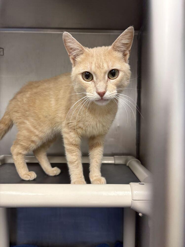 Enlarge Patrick Stump (from Fall Out Boy), a Adoptable Domestic Short Hair in Bowling Green, OH image 1/2