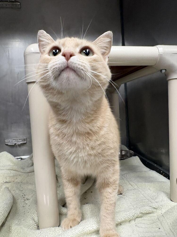 Enlarge Patrick Stump (from Fall Out Boy), a Adoptable Domestic Short Hair in Bowling Green, OH image 2/2