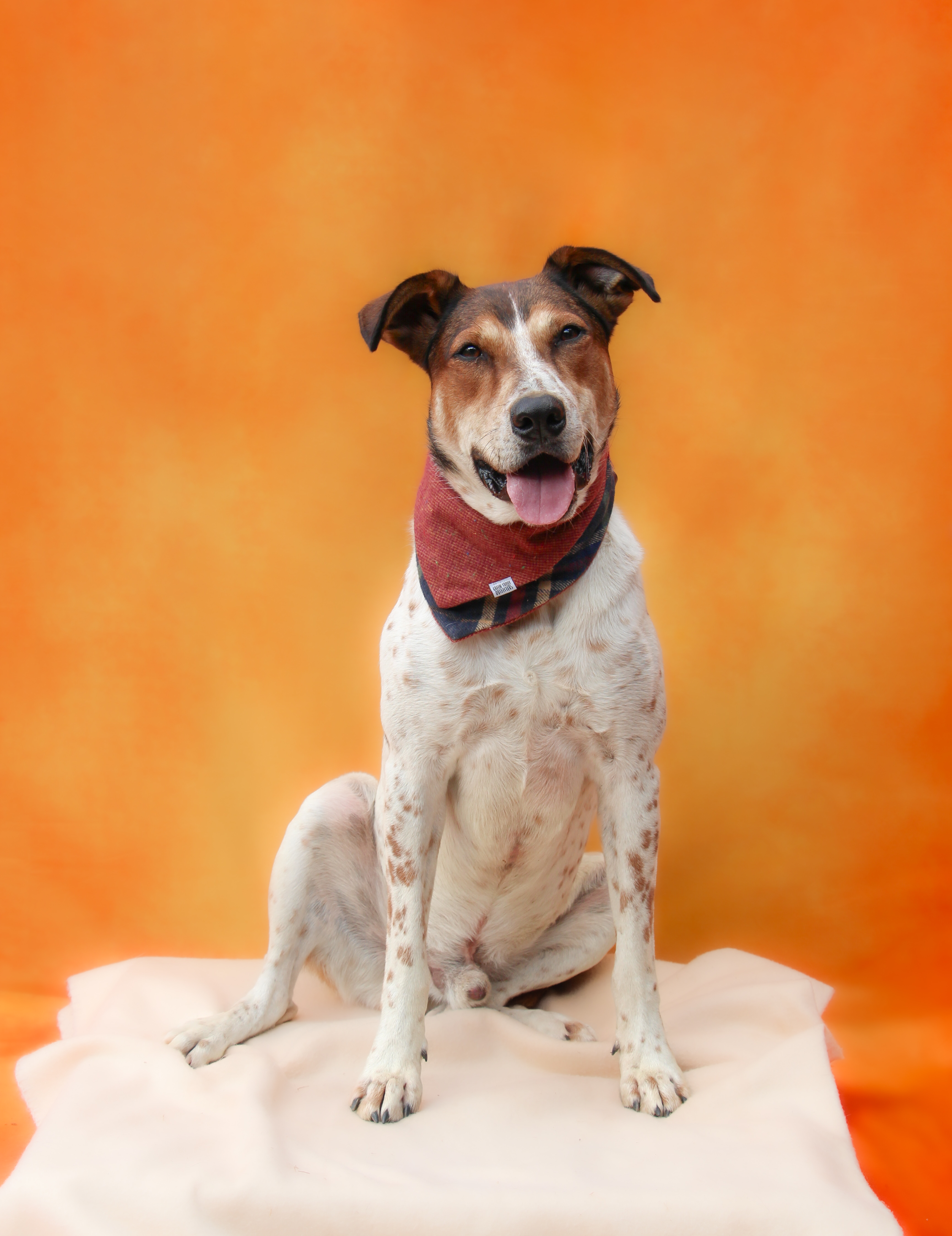 Rusty, Adoptable, Young Male Hound.