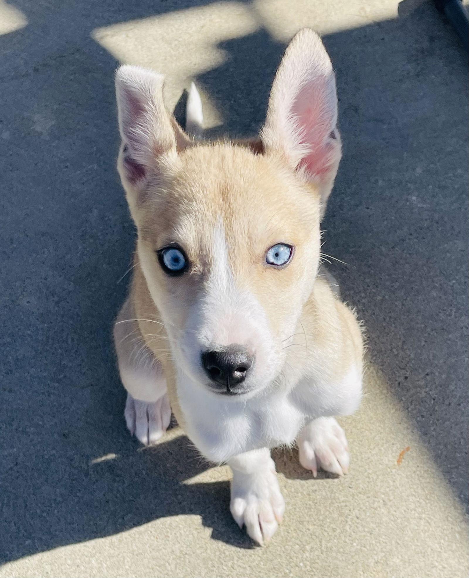 Opal, Adopted, Young Female Klee Kai.