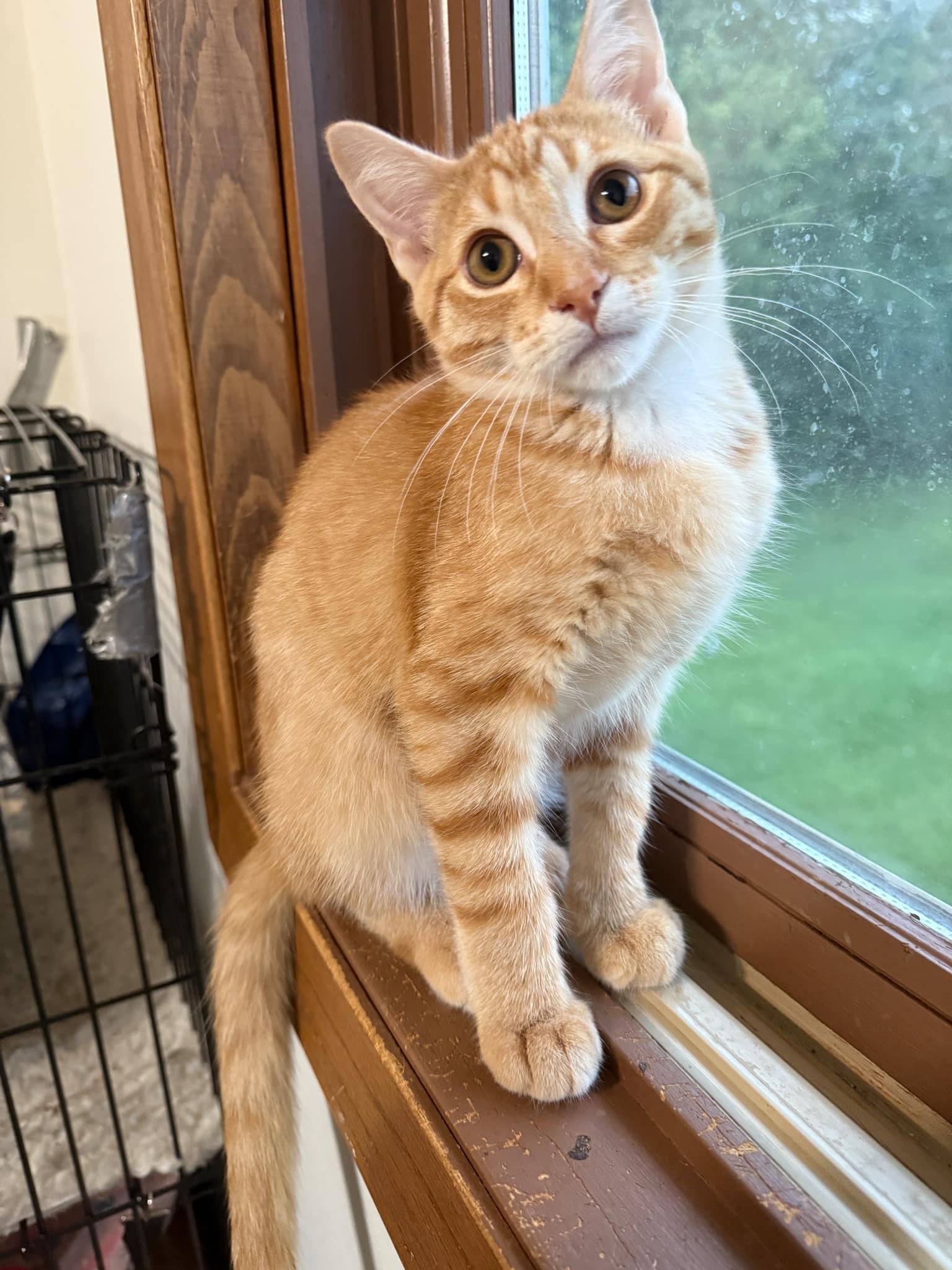 Enlarge Rancis, a Adopted mixed breed in Forest Lake, MN image 1/2