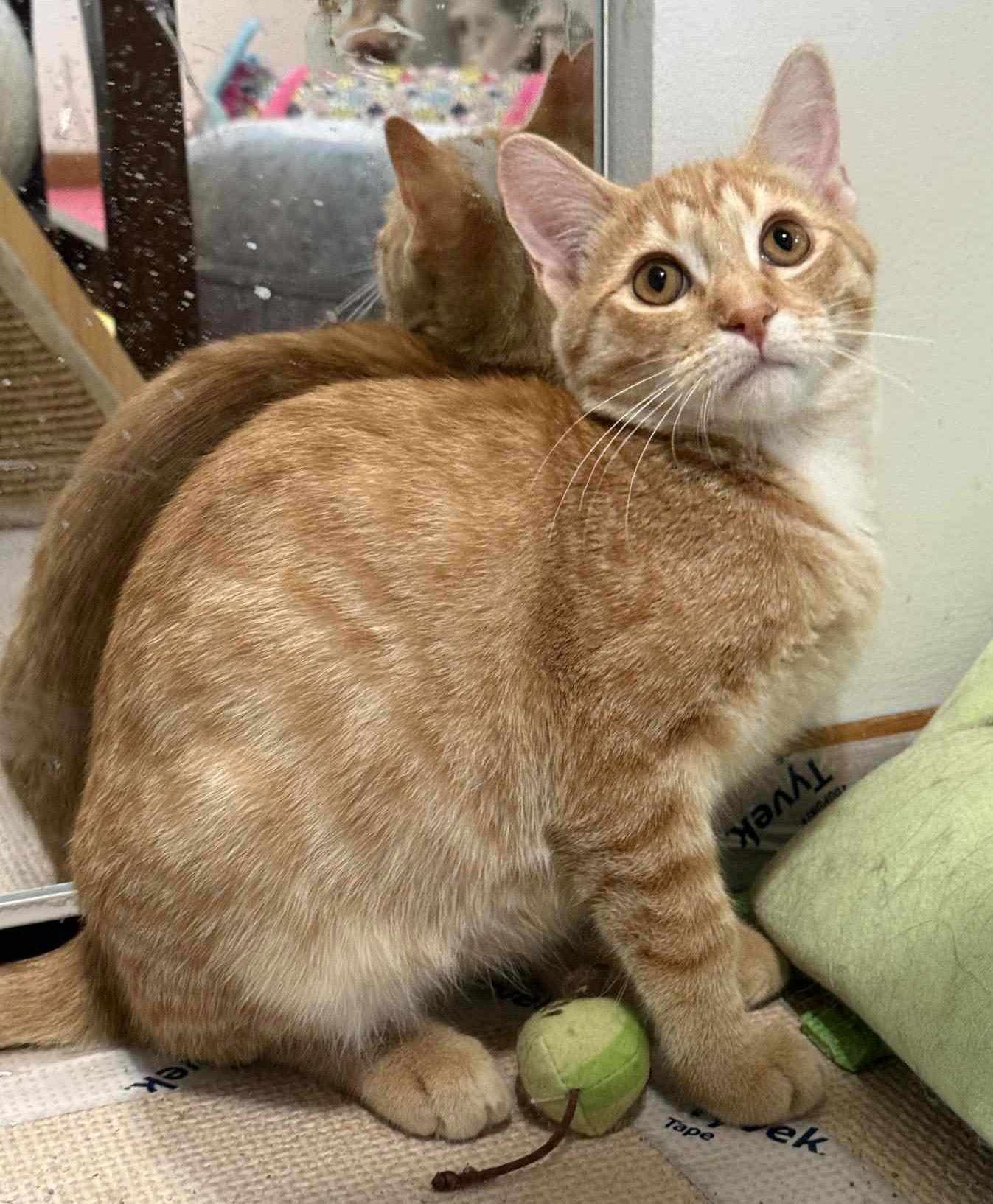 Enlarge Rancis, a Adopted mixed breed in Forest Lake, MN image 2/2