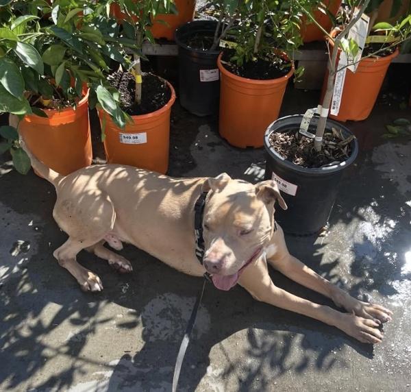 Enlarge Bruce, a Adoptable mixed breed in El Cajon, CA image 1/1
