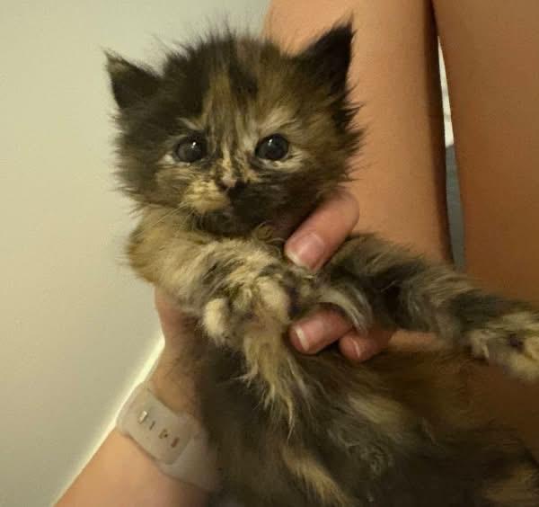 Callie, ADOPTABLE, Kitten Female Domestic Short Hair.