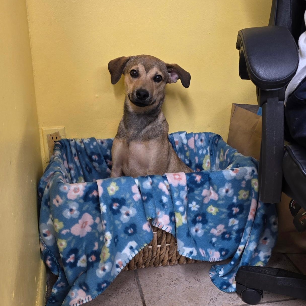 Enlarge Doel 9162, a ADOPTABLE mixed breed in Boca Raton, FL image 5/5