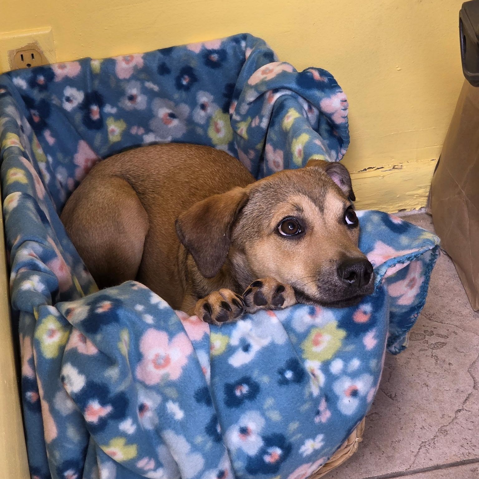 Enlarge Doel 9162, a ADOPTABLE mixed breed in Boca Raton, FL image 4/5