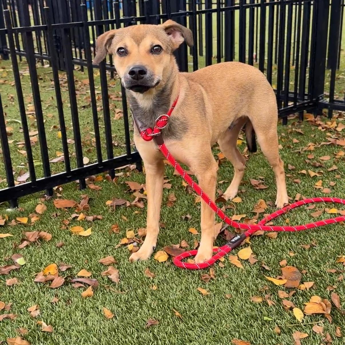 Doel 9162, ADOPTABLE, Young Male Mixed Breed.