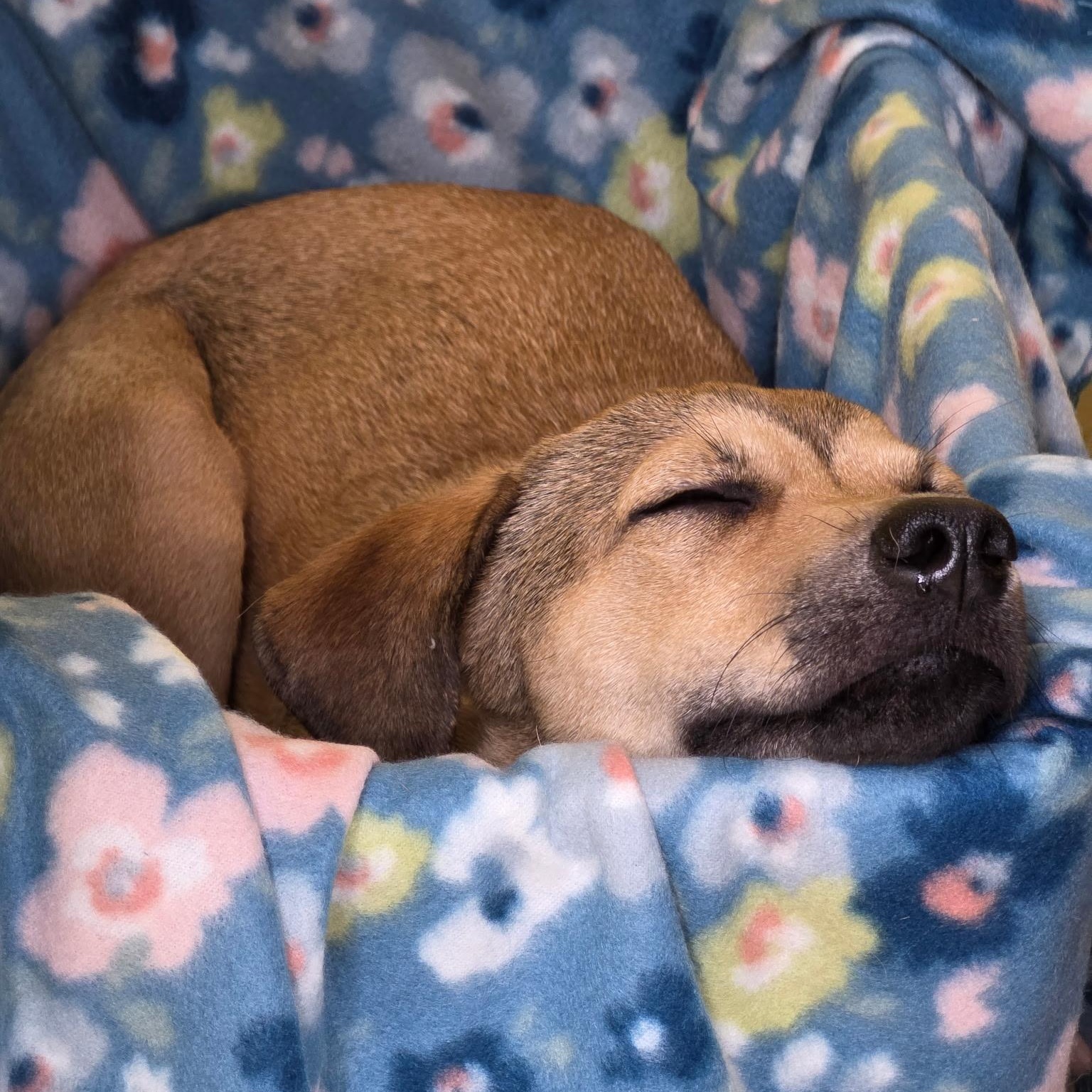 Enlarge Doel 9162, a ADOPTABLE mixed breed in Boca Raton, FL image 3/5