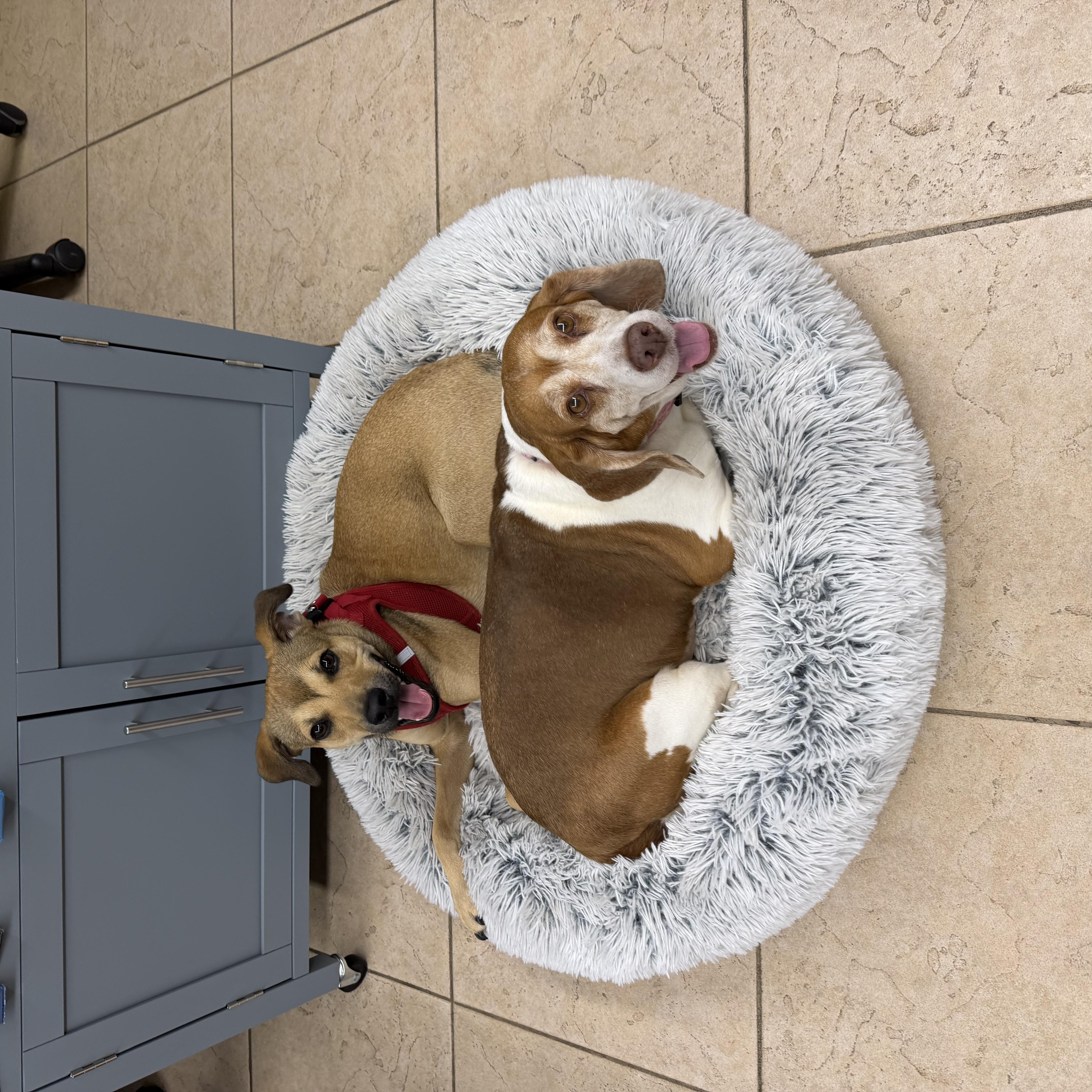 Enlarge Doel 9162, a ADOPTABLE mixed breed in Boca Raton, FL image 2/5