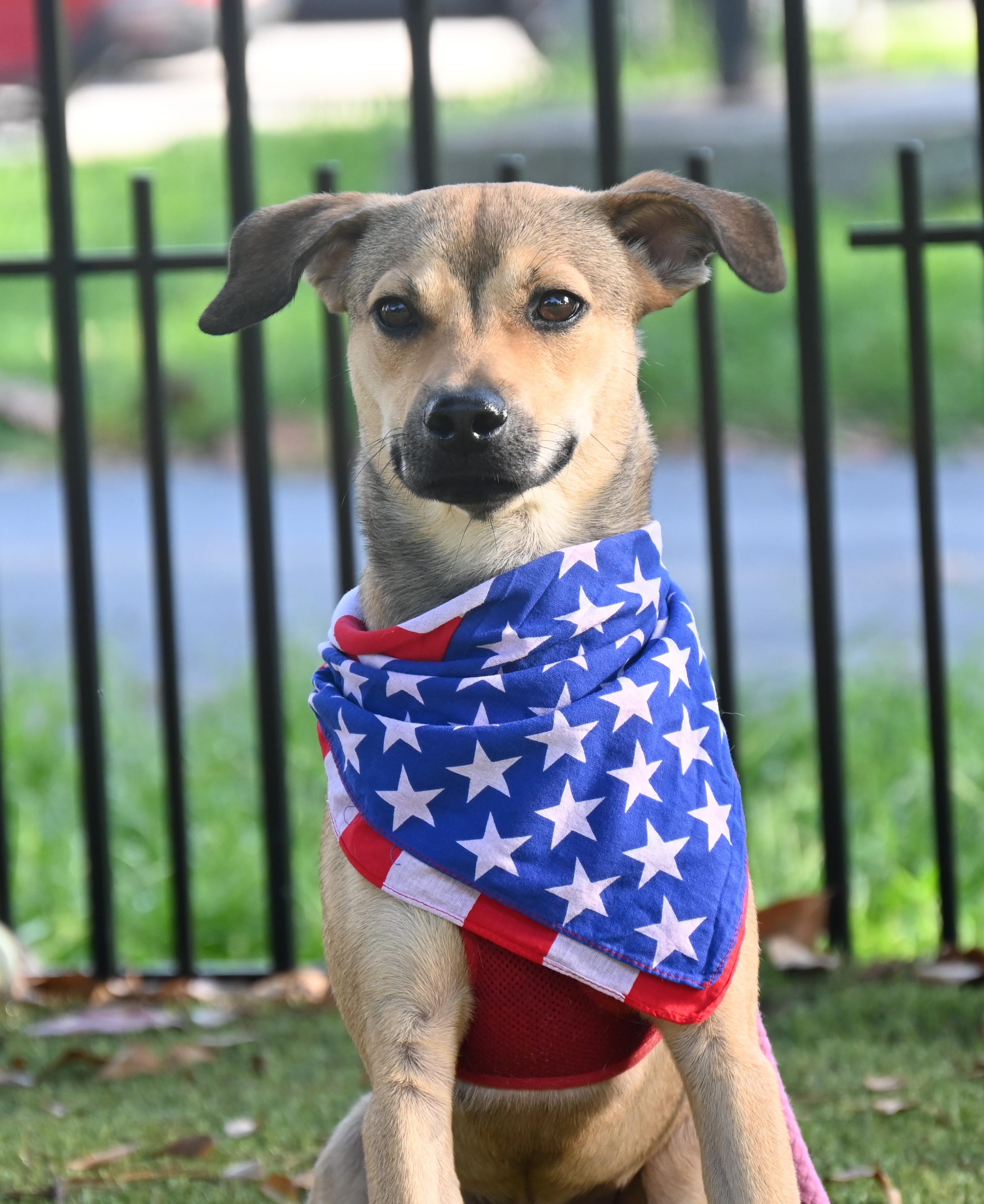 Doel 9162, ADOPTABLE, Young Male Mixed Breed.