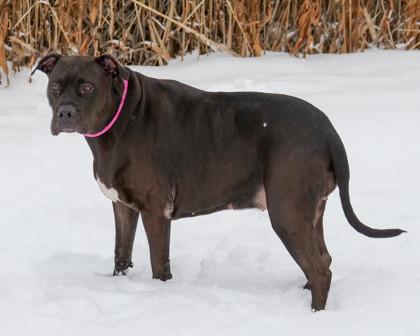 Enlarge Stormy Girl, a Adoptable mixed breed in West Seneca, NY image 1/3