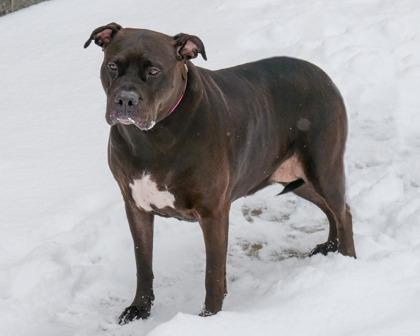 Enlarge Stormy Girl, a Adoptable mixed breed in West Seneca, NY image 2/3