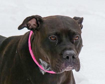 Enlarge Stormy Girl, a Adoptable mixed breed in West Seneca, NY image 3/3