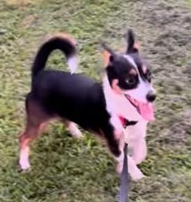 Enlarge Dancer, a ADOPTABLE mixed breed in Clatskanie, OR image 6/6