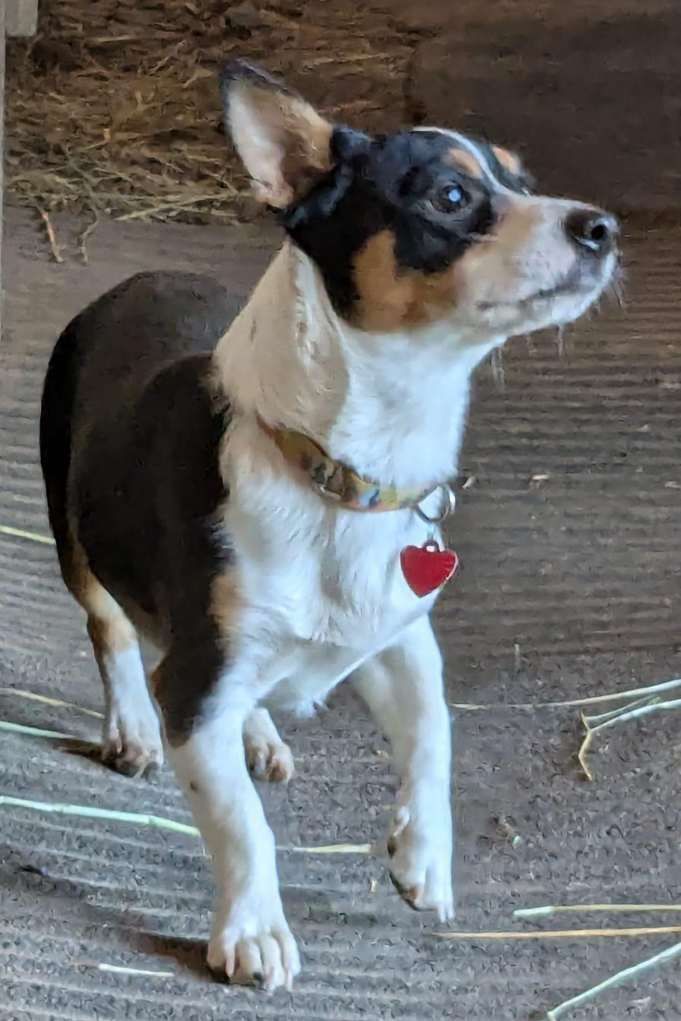 Enlarge Dancer, a ADOPTABLE mixed breed in Clatskanie, OR image 3/6