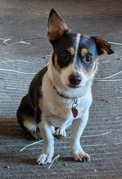 Enlarge Dancer, a ADOPTABLE mixed breed in Clatskanie, OR image 5/6